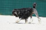 PETIT CHIEN LION 185